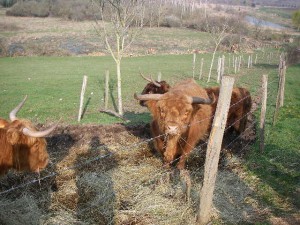 Hightland cattle au marais des Tresseaux (Averdon)