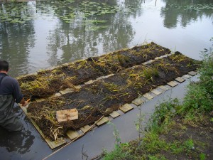 2010-2012 : Mise en place radeaux flottants sur la jussie