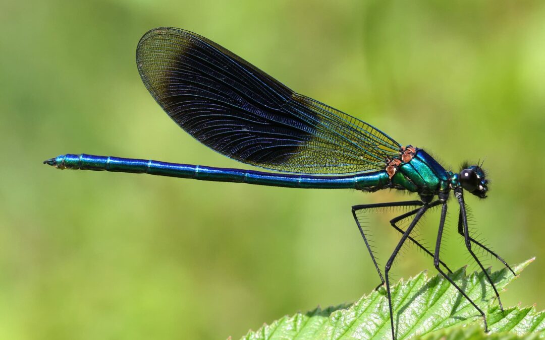 Historique des conseils syndicaux